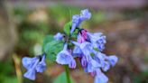 SEEN: Wildflowers in bloom at Chippewa Nature Center