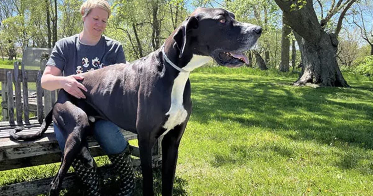 Meet Kevin, the tallest dog in the world