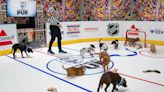 NHL Sets First-Ever ‘Stanley Pup’ To Celebrate The 2024 Stanley Cup Playoffs
