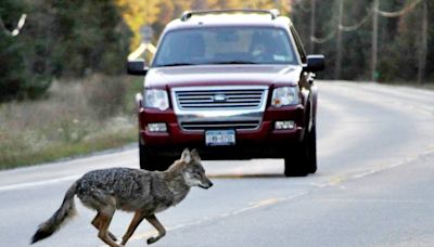 California man fatally stabs coyote in home after it attacks pet chihuahua