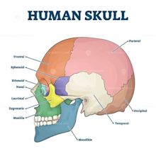 Human skull bones skeleton labeled educational scheme vector ...
