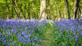 Ancient woodlands to be restored with new funding