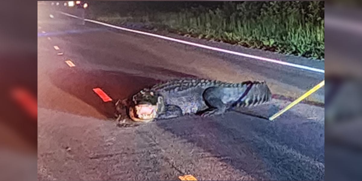 Firefighters remove massive gator lunging at cars on the road