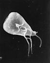 Giardia duodenalis