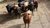 Toros de La Palmosilla de Tarifa para el Encierro del día 7