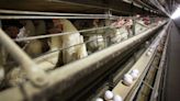 Rising bird flu outbreaks threaten national poultry, egg supply again