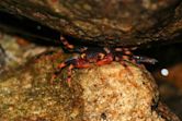 Sri Lanka tree crab