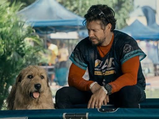 Hollywood-Star: Trotz Tierhaar-Allergie: Mark Wahlberg liebt seine Hunde