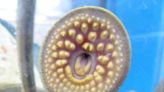 Sea Lamprey population could soon boom in Great Lakes