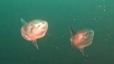 Watch rare footage of 2 mini mola swimming together off Canada's Pacific coast