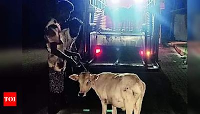 Trichy Corporation Impounds Stray Cattle to Enhance Public Safety | Trichy News - Times of India