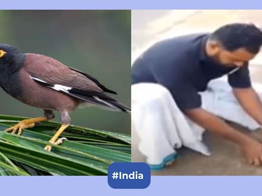 Viral video shows Kerala man reviving myna with CPR, bird soars again