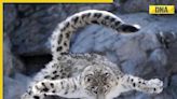 Viral video: Gravity? who needs it? snow leopards’ epic mountain leap will leave you shocked