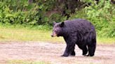 Tahoe bears will travel long distances to bulk up before winter. How to protect your home