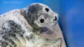 2nd seal pup rescued in Kenai, ASLC now caring for 4 | Peninsula Clarion