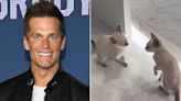 Tom Brady Adopts 2 Kittens from Florida Rescue After His Daughter Is 'Drawn to' the Rescue Cats