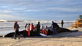 NJ whale deaths: See the full list to learn how each of them died