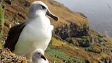 Cientistas irão bombardear ilha remota com um milhão de ratos devoradores de aves; entenda