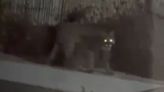 Mendoza: apareció un puma en el patio de una casa en un barrio privado