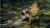 Bournemouth: Dramatic image shows grass snake attacking frog