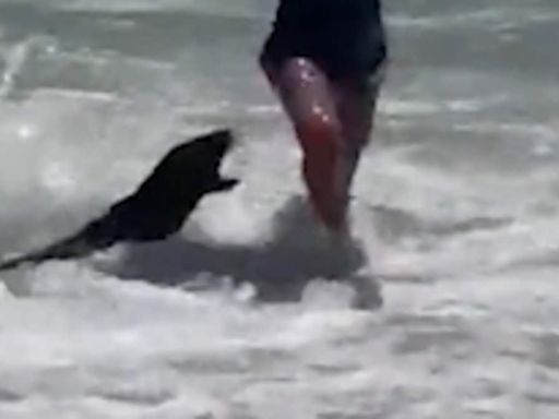 'Rabid' seals foaming at the mouth spark terror among beachgoers