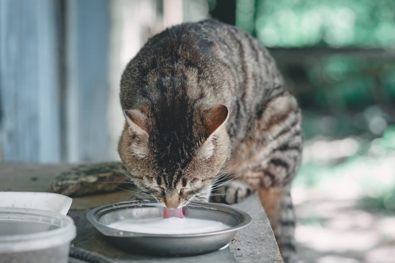 Texas cats die on dairy farm after drinking raw milk contaminated with bird flu, CDC warns