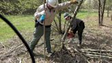 Tennessee wildlife managers removing Bradford pear trees