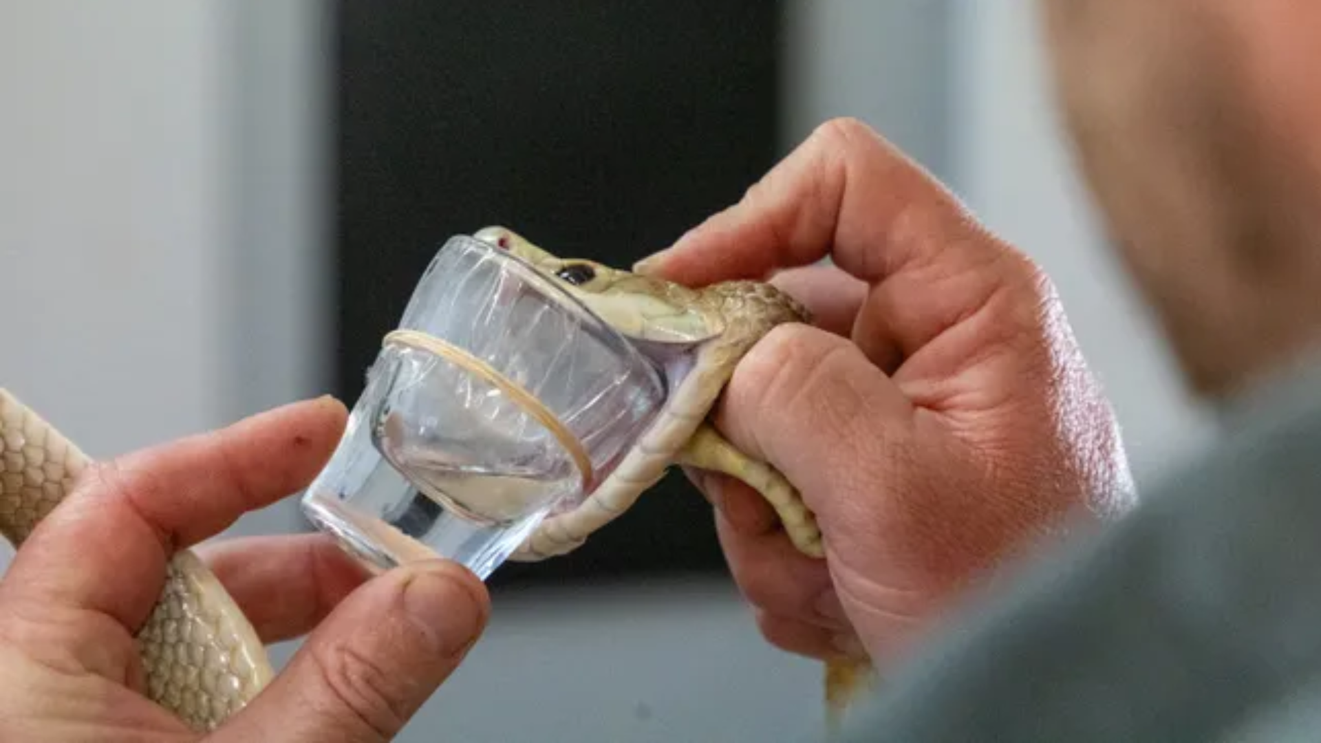 Coastal Taipan sets record with enough venom yield to kill 400 humans