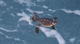 Sea Level Rise Will Wash Away Sea Turtle Breeding Grounds
