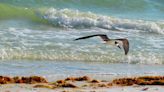 Black skimmers on Fort Myers Beach