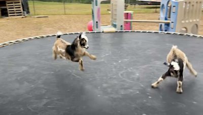 Have You Seen This? Baby goats live their best lives on a trampoline