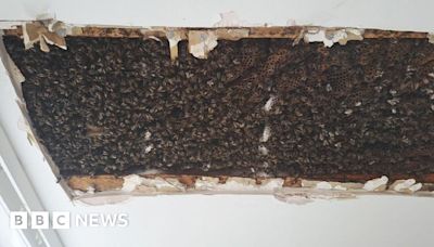 180,000 bees found in bedroom ceiling of Inverness house