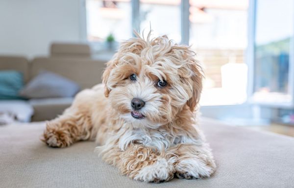 These Small Fluffy Dog Breeds Will Replace Your Favorite Teddy Bear