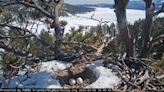 Bald eagle couple Jackie and Shadow abandon unhatched eggs in Big Bear