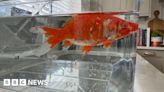 Mystery as Newcastle doctor finds live goldfish in his garden
