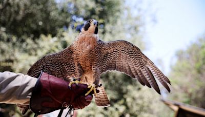Injured falcons, hawks and owls get help with new LA County ‘raptor rescue’