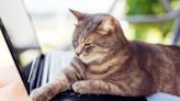 Cat on Your Keyboard? Here's Why Your Computer Is Kitty's Favorite Spot