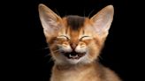 Funny cat jokes: 40 gags that are downright hiss-terical