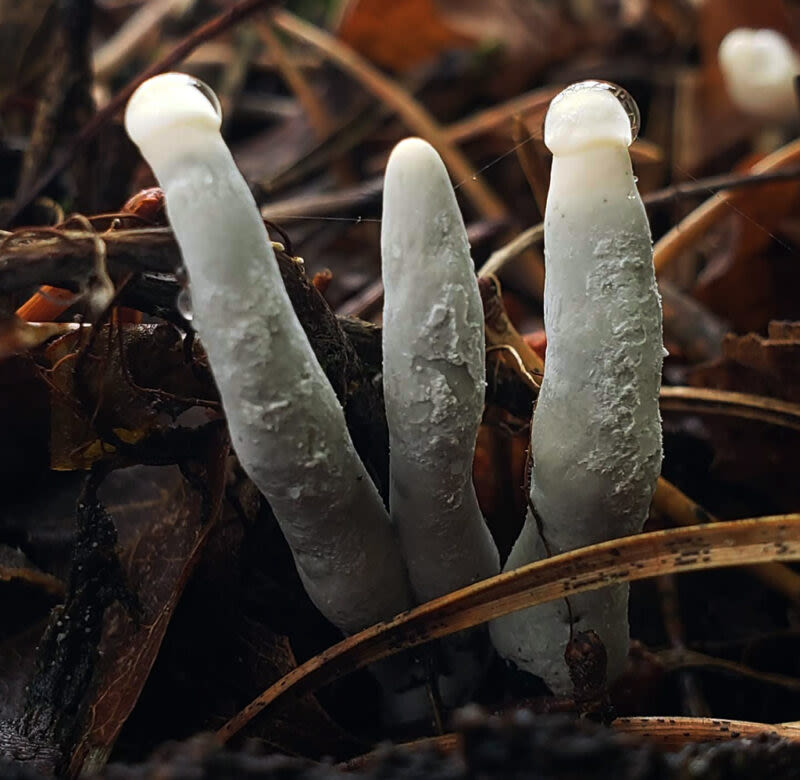 Dead man’s fingers are our creepy lifeform of the week