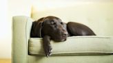 7 ways to treat separation anxiety in dogs