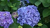 Garden Talk: How do I get my hydrangea blooms to turn blue?