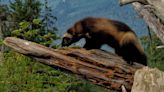 Wolverines Now Listed as 'Threatened' Under the Endangered Species Act