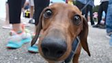 Hot dog, anyone? Wiener dogs gather for Cape Cod Doxie Day reunion with costume parade