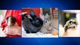 Animal Rescue League of Boston hosting small animal adopt-a-thon