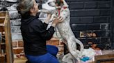 Mascotas rescatadas de las inundaciones en Brasil buscan un nuevo hogar