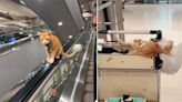 Nurang, el gato naranja que se volvió la sensación del Aeropuerto Internacional de Bangkok