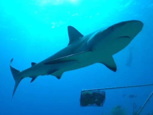 "Cocaine sharks": Predators off Brazil coast test positive for drug