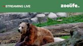Say cheese. Akron Zoo adds webcams so fans can keep track of wolves and bears