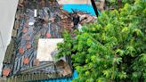 Maharashtra rains: Tree falls on house roof in Thane, no one injured