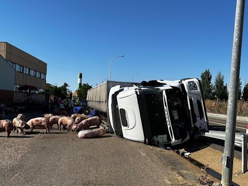 Vuelca un camión que transportaba cerdos en Villalón de Campos (Valladolid)